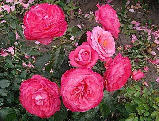 Rosanna-Einzel2 - Flori