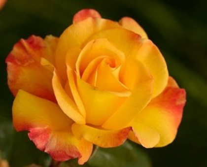 Rose_0099