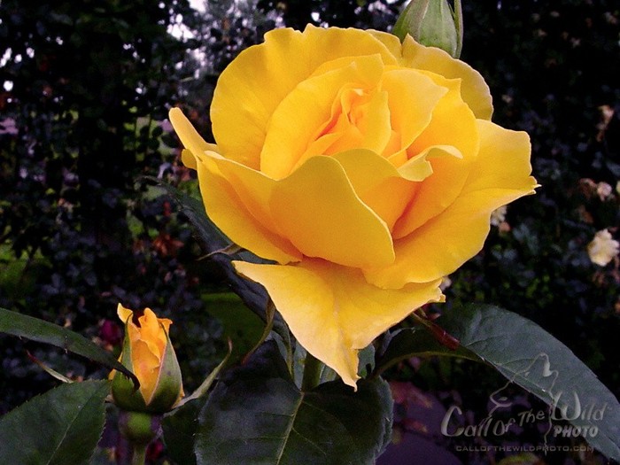 rose-yellow-full-bloom - Flori