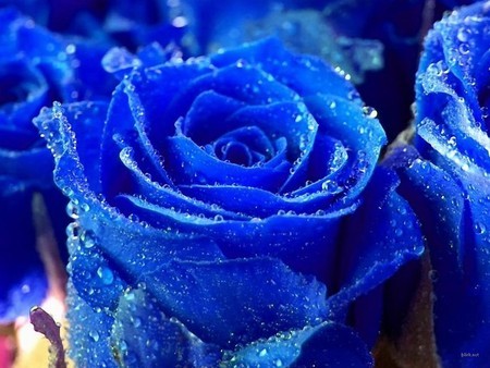 trandafir-albastru-blue-roses - Flori