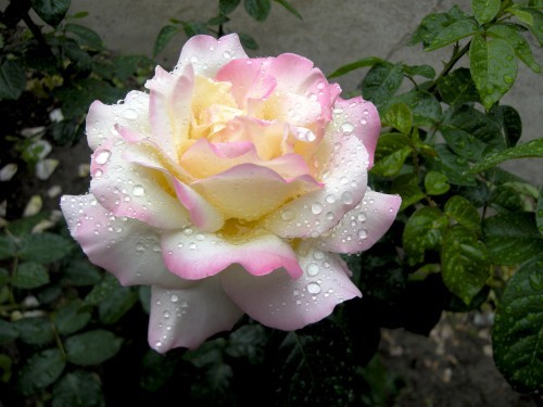 trandafir-cu-roua-16904x500