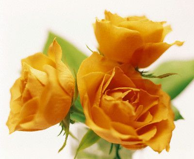 trandafiri oranj (1)