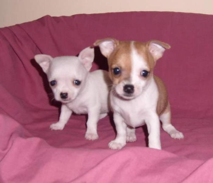 71878062_1-Imagini-ale-DE-VANZARE-CATEI-CHIHUAHUA-vand-pui-de-CHIHUAHUA - Animalutze