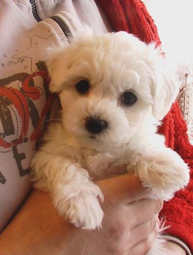 1267836780_18828680_2-vand-catei-de-bichon-frise-educati-si-cu-pedigree-Timisoara-1267836780 - Animalutze