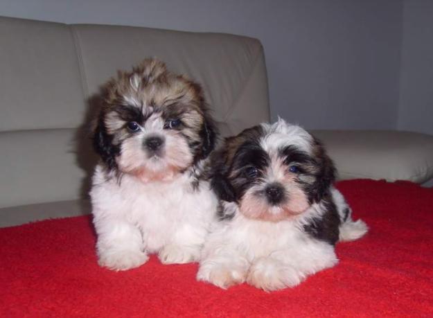 1269349356_82368761_1-Fotografii-de--de-vanzare-SHIH-TZU-vand-catei-SHIH-TZU-catei-de-apartament - Animalutze