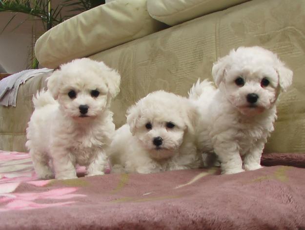 1296855857_54719642_3-vand-catei-de-bichon-frise-educati-si-cu-pedigree-Animale