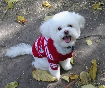 Bichon-Bolognez-imbracat - Animalutze