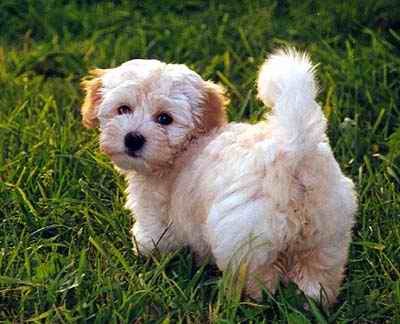 Bichon-Havanez-3 - Animalutze