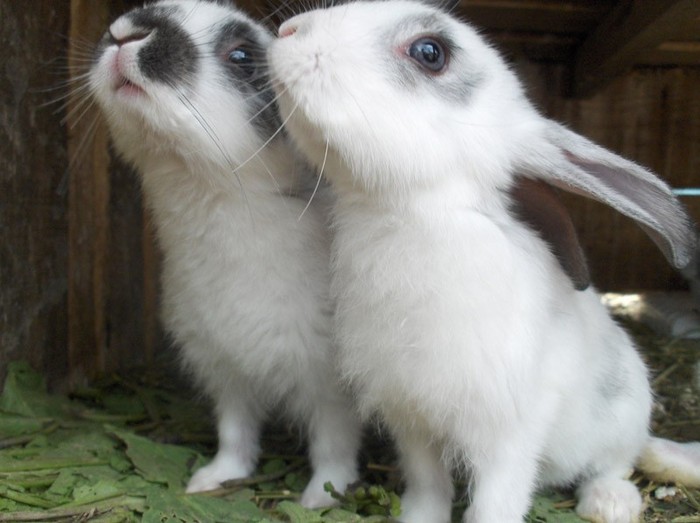 iepuri-modificati-genetic - Animalutze