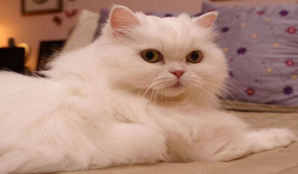 pisica-persana