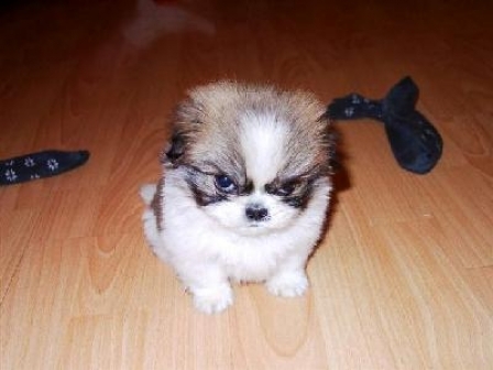 un-catel-pufos-si-adorabil_978114cd606d8e - Animalutze