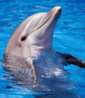 Zeci-de-delfini-morti--gasiti-pe-plajele-de-la-Marea-Neagra - Animalutze