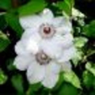 clematis-bateman - poze cu cele mai frumoase flori dedicata prietenelor mele de pe SunPhoto