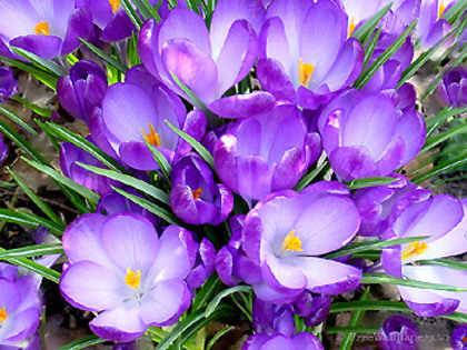 flori5 - poze cu cele mai frumoase flori dedicata prietenelor mele de pe SunPhoto