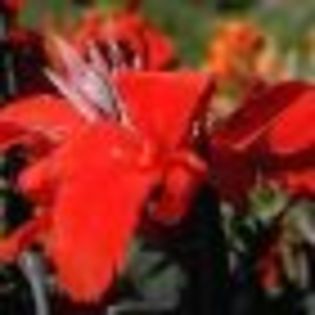 cana%20tropicana - poze cu cele mai frumoase flori dedicata prietenelor mele de pe SunPhoto