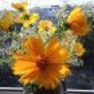 Cosmos - poze cu cele mai frumoase flori dedicata prietenelor mele de pe SunPhoto