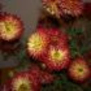 crizanteme_1_1 - poze cu cele mai frumoase flori dedicata prietenelor mele de pe SunPhoto