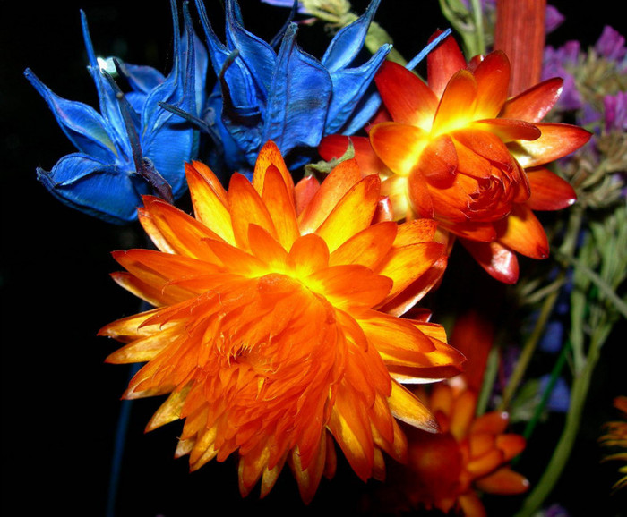 flori - poze cu cele mai frumoase flori dedicata prietenelor mele de pe SunPhoto