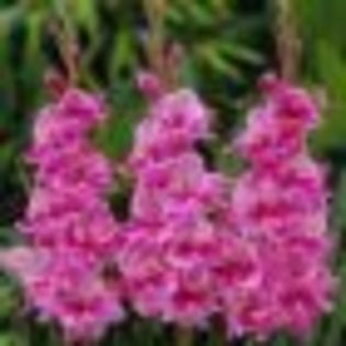 gladiole - poze cu cele mai frumoase flori dedicata prietenelor mele de pe SunPhoto