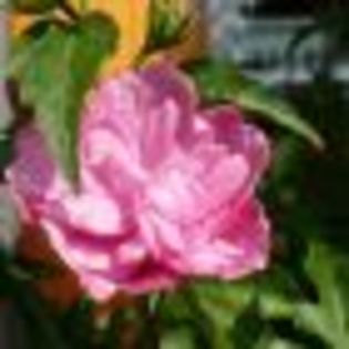 hibiscus_1 - poze cu cele mai frumoase flori dedicata prietenelor mele de pe SunPhoto