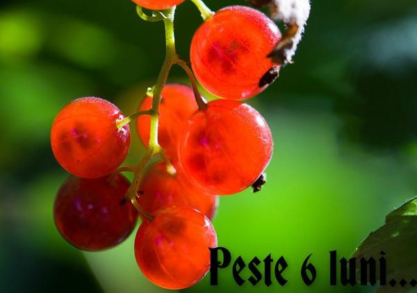 Peste 6 luni..