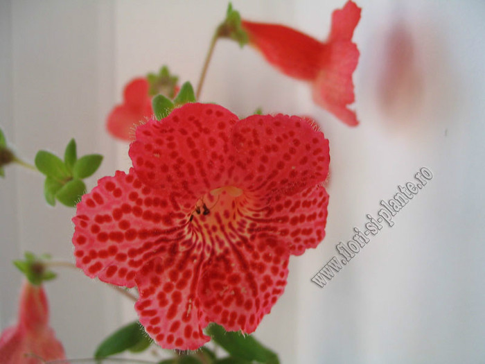 Kohleria Borka - KOHLERIA I