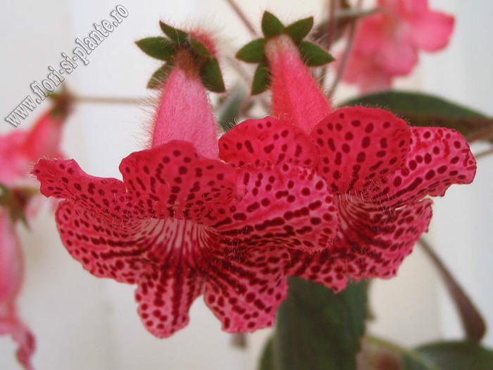 Kohleria Elise - KOHLERIA I