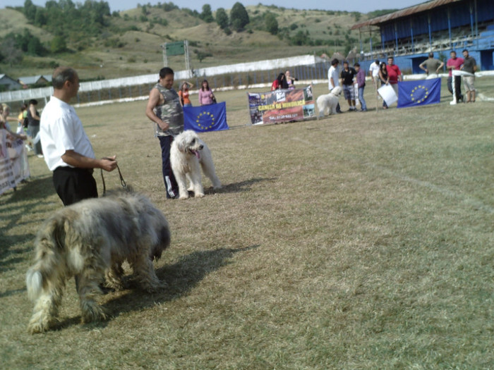 SUNP0340 - concurs filipestii de padure 2011