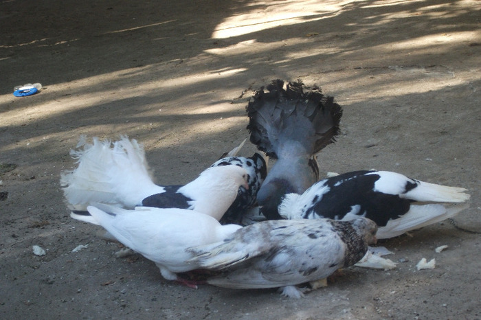 DSCF4234 - C-Porumbei mei