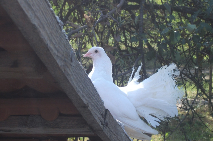 DSCF4247 - C-Porumbei mei