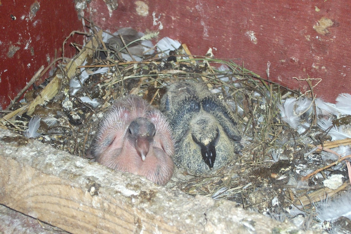 puii de tobosari de buhara