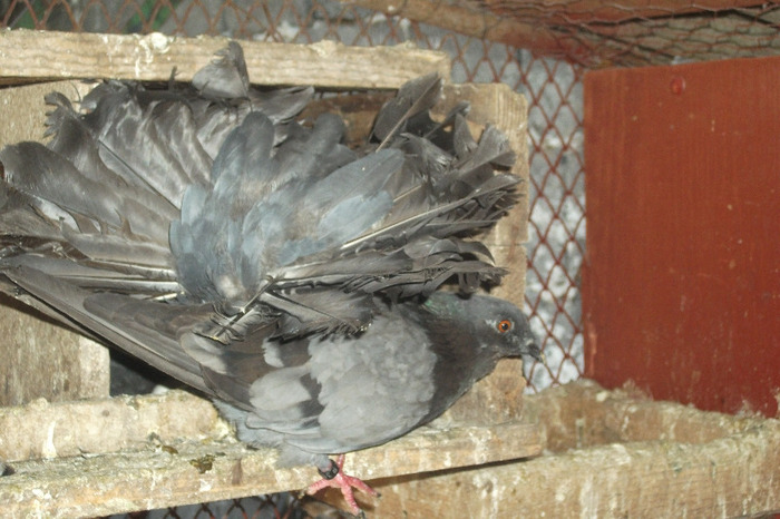DSCF4261 - C-Porumbei mei