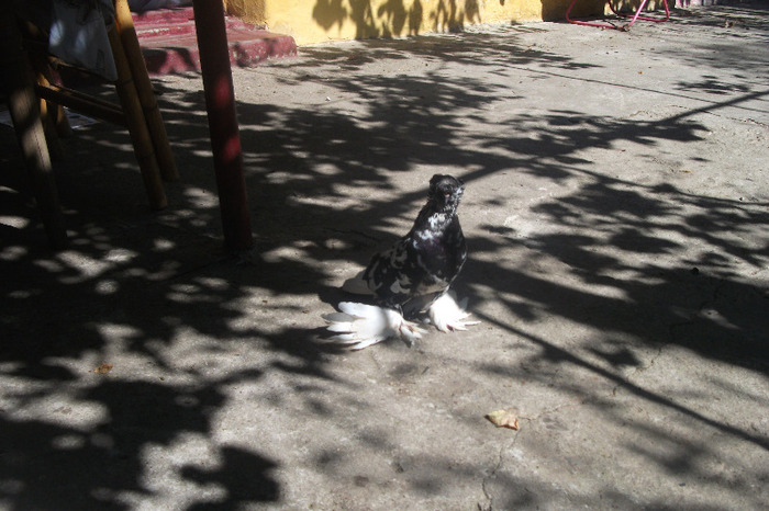 DSCF4266 - C-Porumbei mei