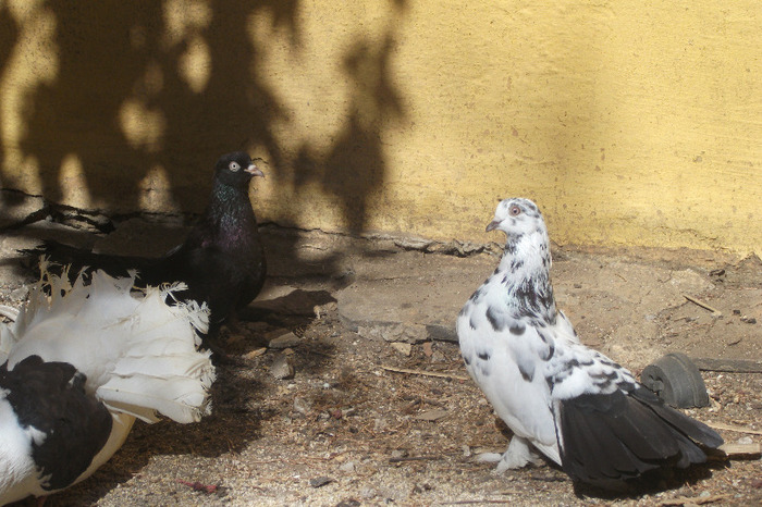 DSCF4271 - C-Porumbei mei