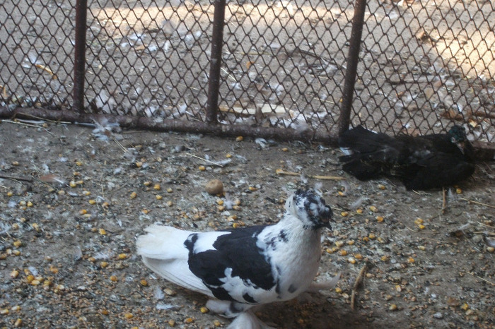 DSCF4284 - C-Porumbei mei