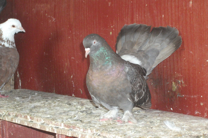 DSCF4286 - C-Porumbei mei