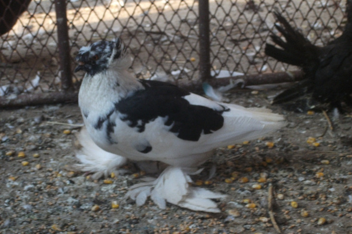 DSCF4290 - C-Porumbei mei