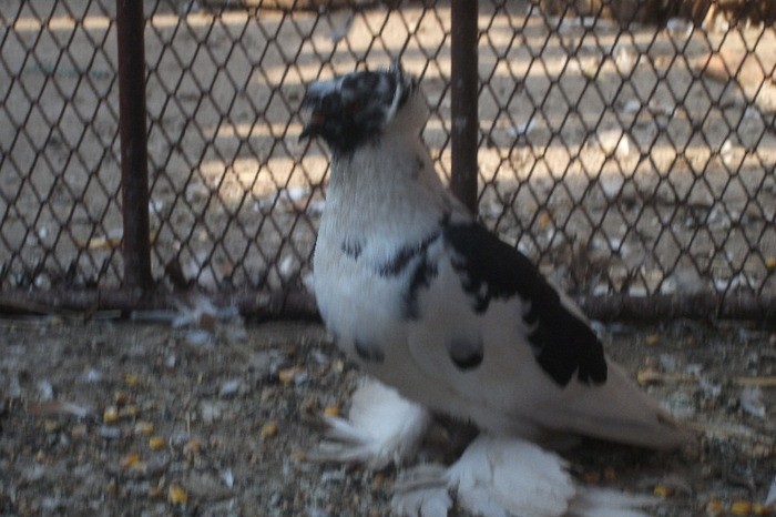 DSCF4291 - C-Porumbei mei
