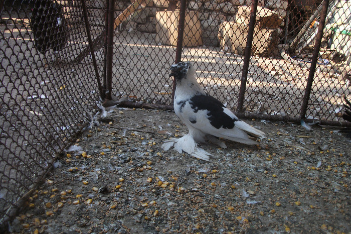 DSCF4293 - C-Porumbei mei