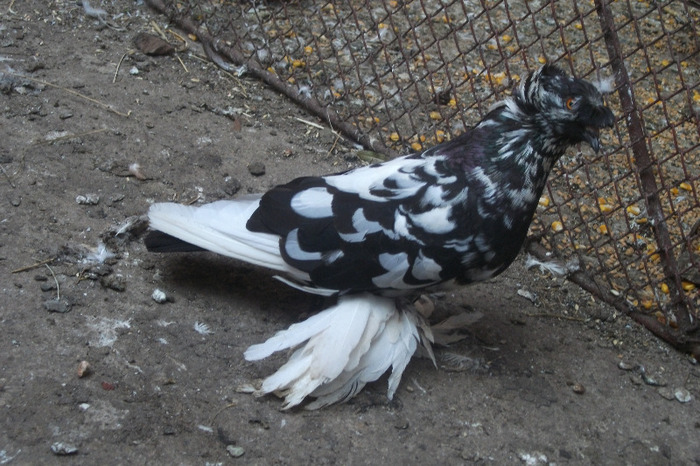 DSCF4298 - C-Porumbei mei
