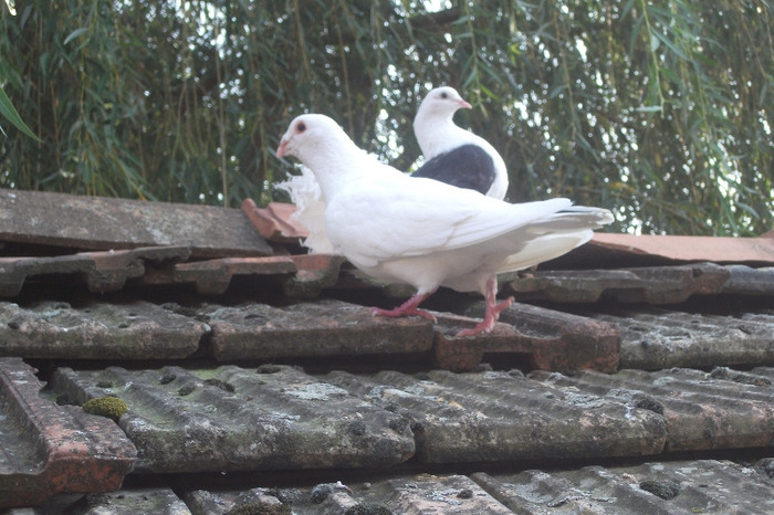 DSCF4302 - C-Porumbei mei