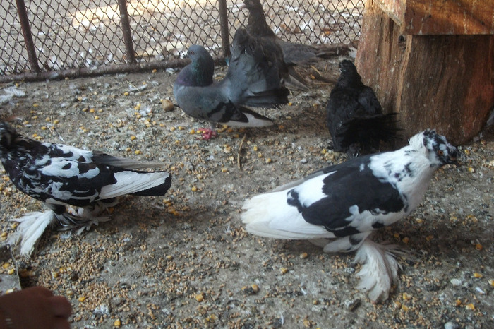 DSCF4309 - C-Porumbei mei