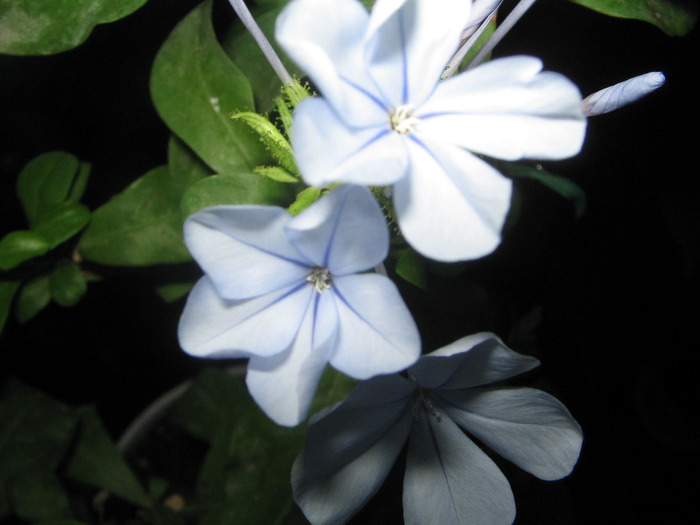 IMG_6866 - plumbago