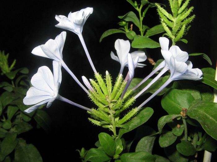 IMG_6865 - plumbago