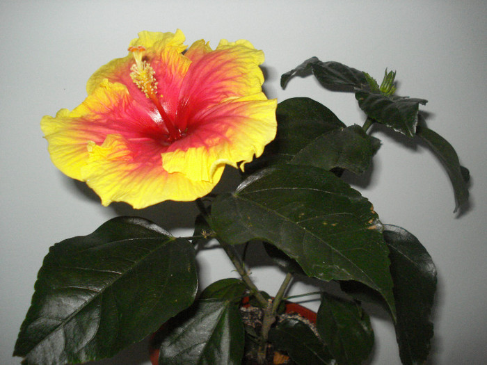 DSC00385