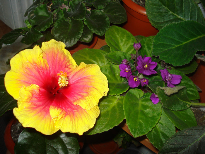 DSC00405
