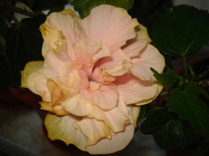 DSC00406