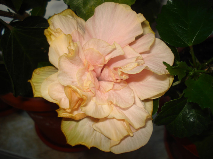 DSC00408