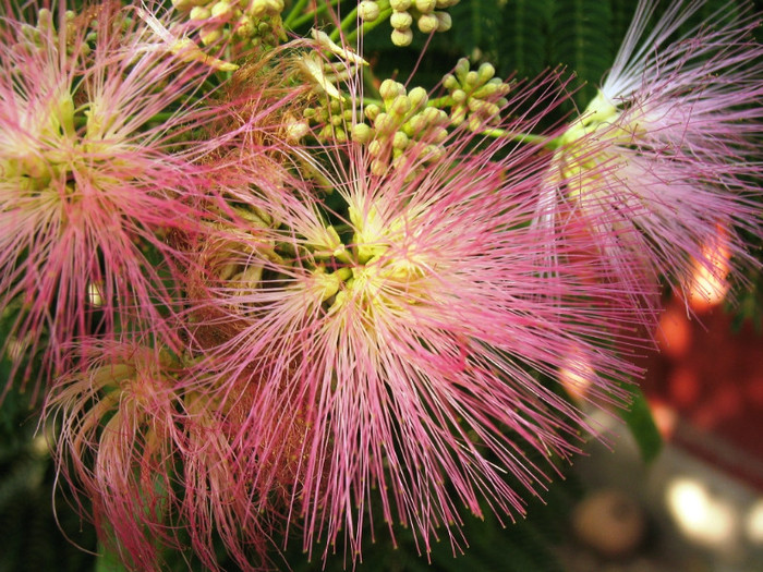 Albizia - Flori 1