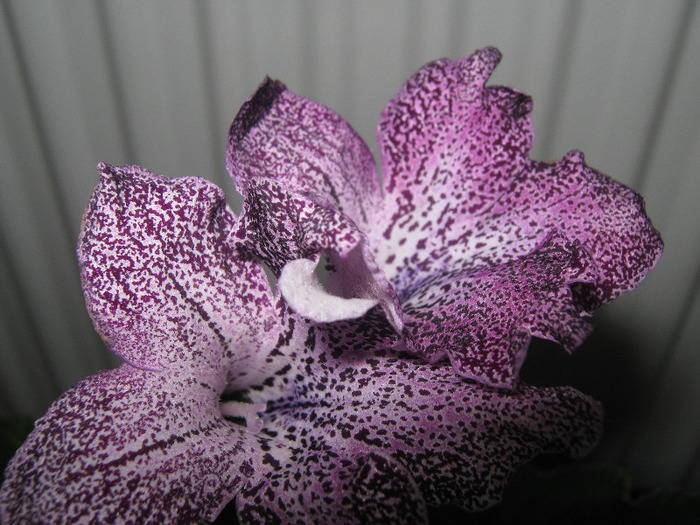  - streptocarpus Hototogisu